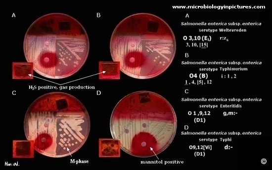 Salmonella enterica on Endo agar with biochemical slope